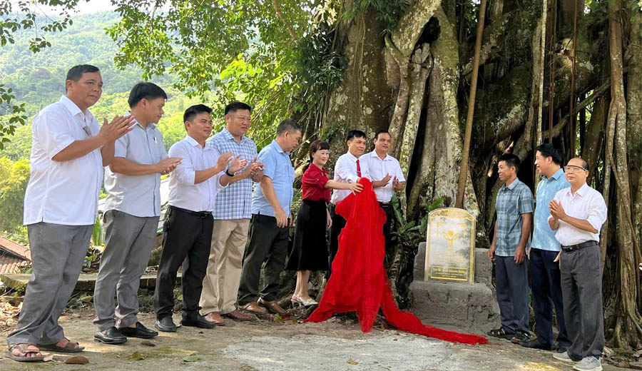 Cao[-]Bằng:[-]C&ocirc;ng[-]nhận[-]c&acirc;y[-]Đa[-]x&oacute;m[-]Bản[-]V&agrave;ng,[-]x&atilde;[-]Y&ecirc;n[-]Thổ[-]l&agrave;[-]C&acirc;y[-]Di[-]sản[-]Việt[-]Nam